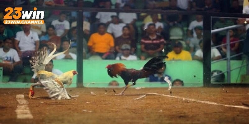 Giới thiệu sơ lược đá gà cựa dao Philippines